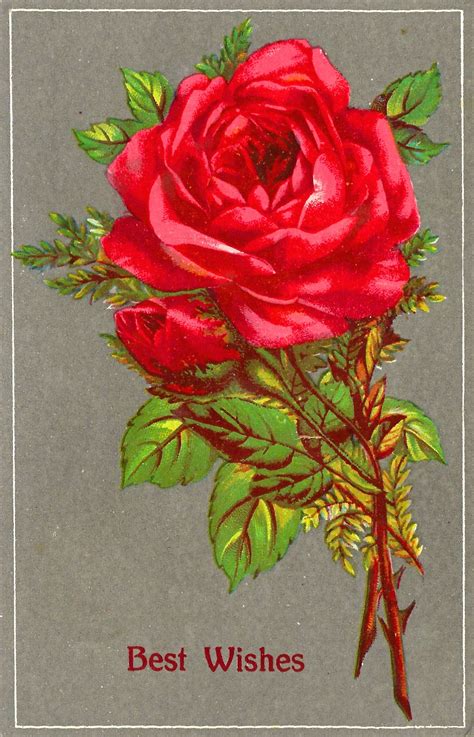 Antique Images Free Red Rose Clip Art Vintage Image Of