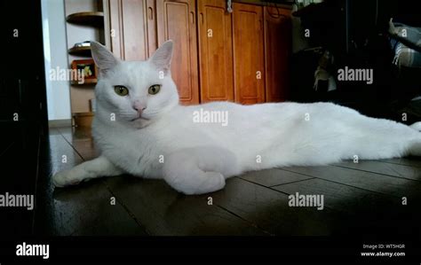 Portrait Of Deaf White Cat Lying On Floor In House Stock Photo Alamy