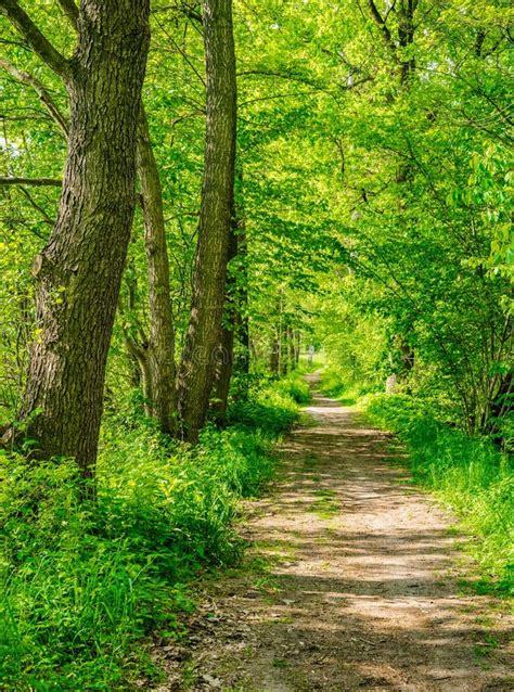 Path Through Green Forest Trees Landscape Stock Image Image Of Line
