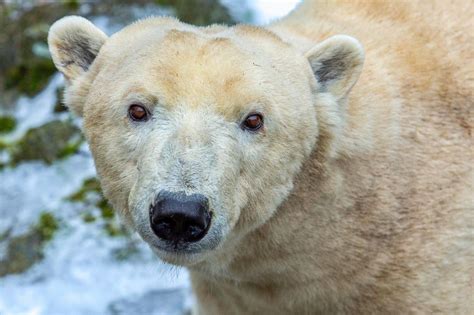 Brněnská Zoo Slaví 70 Let Minutové Zprávy