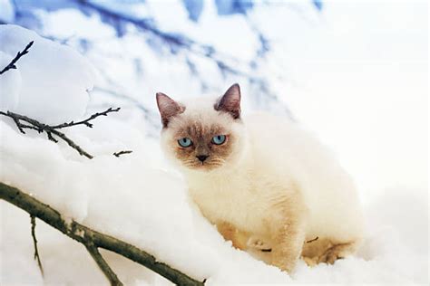 70 Siamese Cat On The Snowy Tree Stock Photos Pictures And Royalty Free
