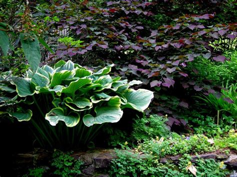 Hosta Sagae Shade Garden Unusual Plants Hostas