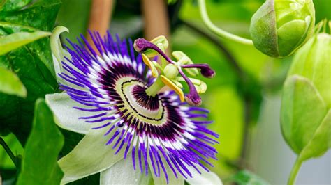 how to successfully grow and care for passion flowers