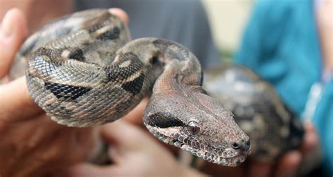 Boa Constrictors Stop Their Victims Hearts