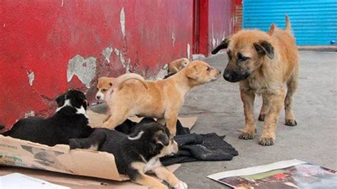El Amor No Tiene Límites Para Los Perros De La Calle Mejor Informado