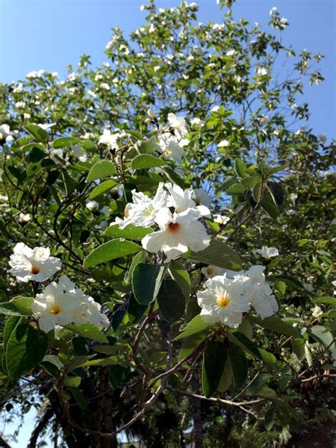 Check spelling or type a new query. Blooming in White (With images) | Botanical gardens, White ...