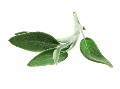 Transport & logistic solution sh.p.k. Folia salviae officinalis - Sage leaves - Feuilles de ...