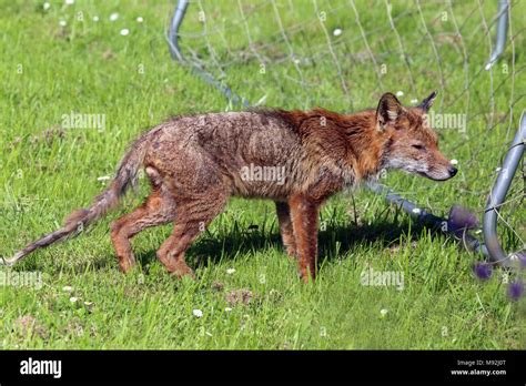 25 Best Red Fox With Mange Demodectic Mange