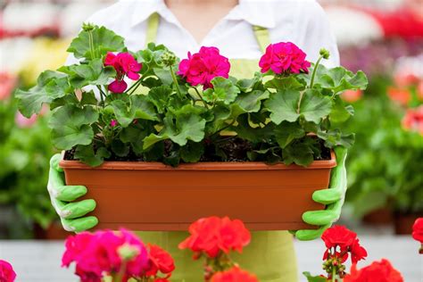 Tips de jardinería tips para cuidar un geranio