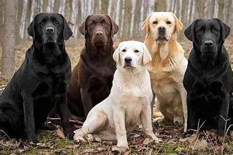 Rare Labrador Colors What Color Is Your Lab