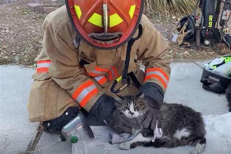 Firefighters Rescue Cats From Fast Moving Las Vegas House Fire — Video