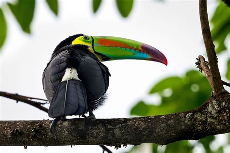 Toucan Parrot Bird Tropical 4 Wallpapers Hd Desktop And Mobile