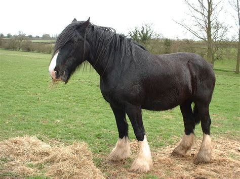 Shire Horse Breed Information History Videos Pictures