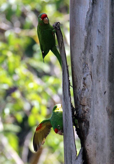 Crimson Fronted Parakeets Retired In Costa Rica
