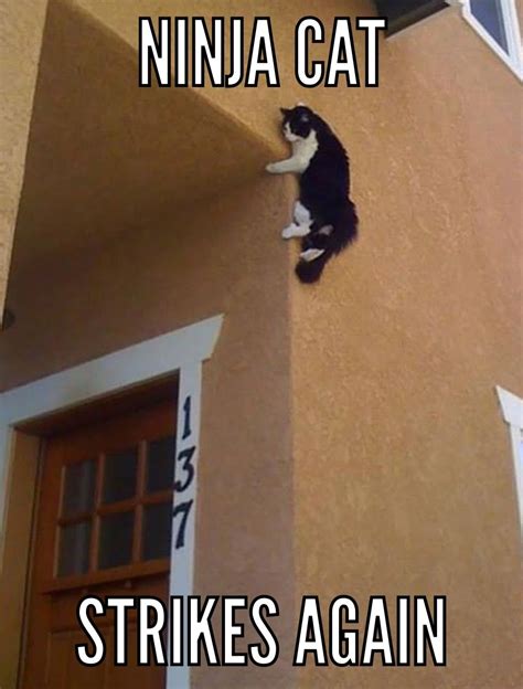 Cute Cats Cat Memes Ninja Cat Can Climb Walls And Strike At Any Time