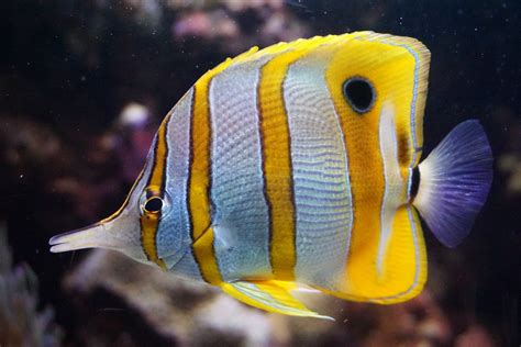 Butterfly Fish Species Info Habitat And Care Guide Coralrealm
