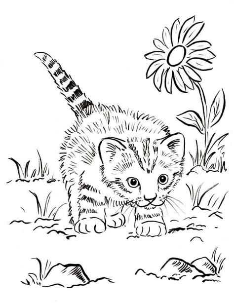 Various playful cats including cute and mandala cats to color. Realistic Cat Coloring Pages