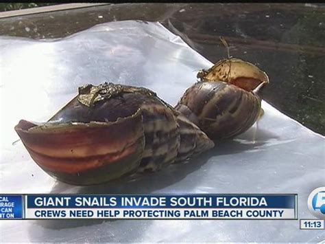 Giant African Land Snail Invades South Florida Invasive Species Moving