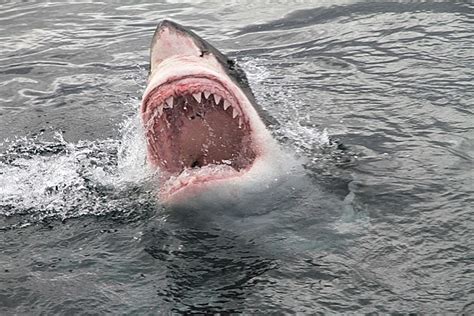 3500 Pound Great White Shark Being Tracked Off Us East Coast