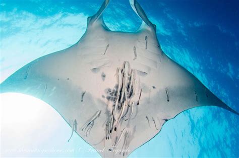 All About Giant Oceanic Manta Rays Scuba Diver Life