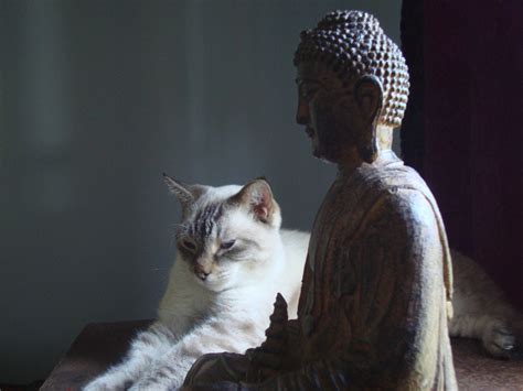 Buddhist Cats Cats Cat Having Kittens Cats Cast