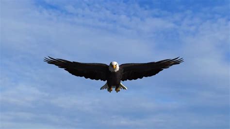 Eagle In Flight Image Free Stock Photo Public Domain Photo Cc0 Images