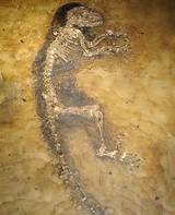 Pictures of Earliest Dinosaur Fossil