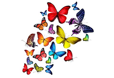 Rainbow Color Butterfly Wallpaper