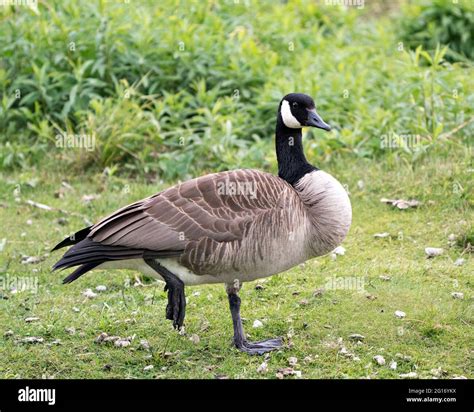Canada Goose Standing On One Leg With Blur Green Background In Its