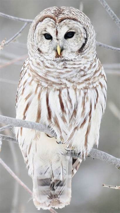 Owl Android Iphone Wiki Wallpapers Owls Snowy