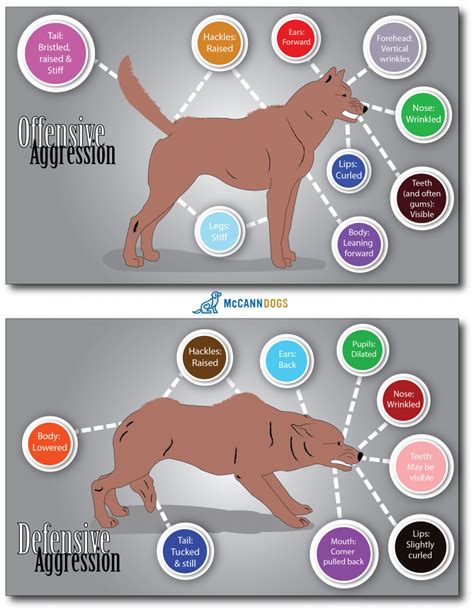What Are Signs Of Aggression In Dogs