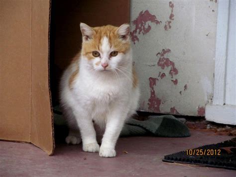 On Taming Feral Cats And Grace Feral Cats Cats Kittens