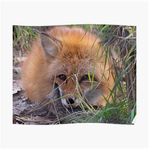 Young Red Fox Poster For Sale By Caybeach Redbubble