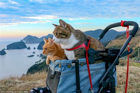 Traveling Cats Fuku Chan And Daikichi Who Go Everywhere In Japan