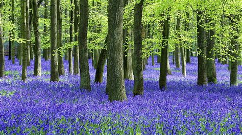 Online Crop Hd Wallpaper Bluebells Blue Flowers Woodland Flora