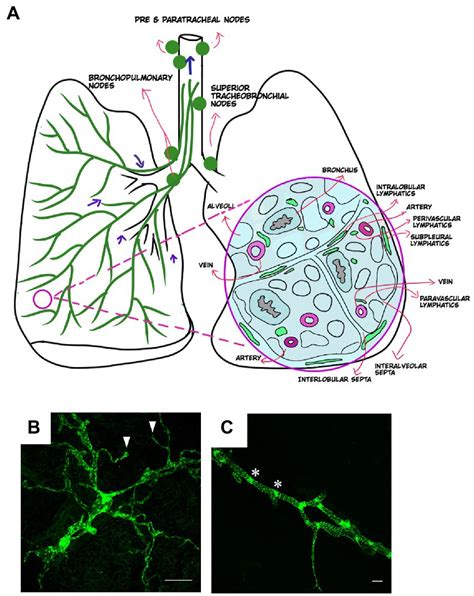 Frontiers The Lymphatic Vasculature In Lung Function And Respiratory