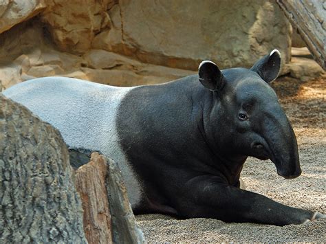 Wildlife Beautiful Tapir Animal