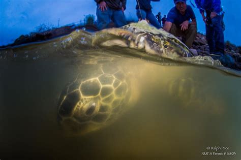 Contaminants In Urban Green Sea Turtles Shark Lab