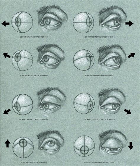 Eye Drawing Tutorials Drawing Techniques Art Tutorials Anatomy