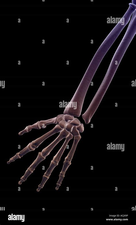 The Bones Of The Forearm Stock Photo Alamy
