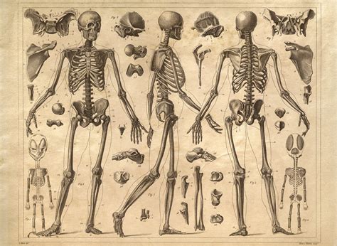 Skeleton Anatomy Diagram Human Body Vintage Print