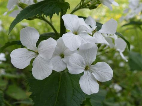 Don't take life to serious.as it doesn't take you serious. White Money Plant | Flora, Flowers