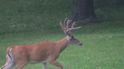 Big 10 Point Velvet Buck Sighting Pennsylvania 2014 Youtube