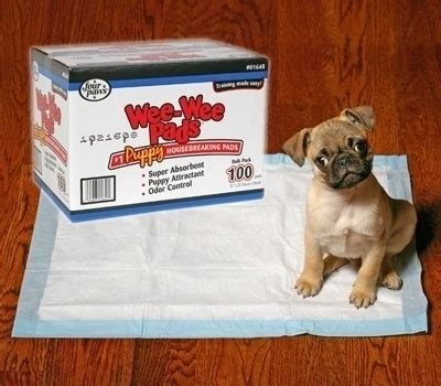 If you're still in two minds about puppy pads cats and are thinking about choosing a similar product, aliexpress is a great place to compare prices and sellers. 24 Easy Ways To Get Your Home Ready For Winter