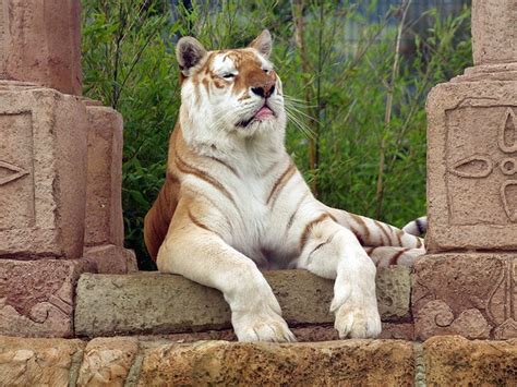 7 Best Images About Ligers On Pinterest Hercules Golden Tiger And