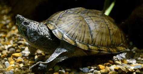 Razorback Musk Turtle Profile Turtleholic