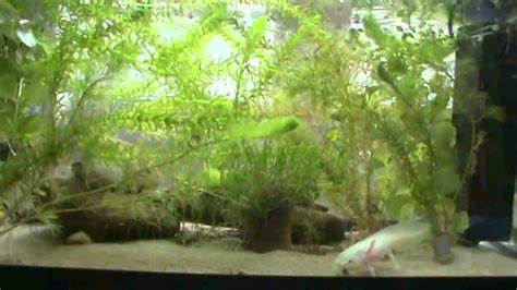 Axolotl Eats Some Earthworms Axolotl Tank Youtube
