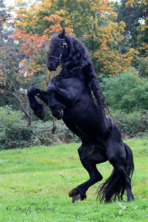 Asombroso Caballo Frisón Stallion Horses Horses Friesian Horse