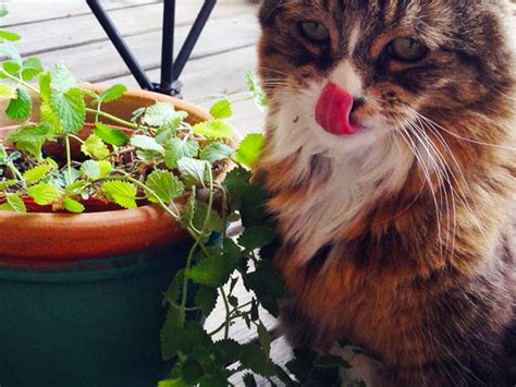 Do you want to spend a lot of time with your cat, do you want it to be demanding, or do you. Low Maintenance Cat Safe Plants | CatBox