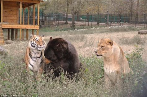 Noahs Ark Animal Shelters Lion Tiger And Bear Brothers